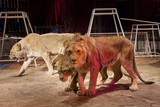 Löwen-Show beim Wiesbadener Weihnachtszirkus 2023 aufgrund fehlender Tierschutzgenehmigung untersagt