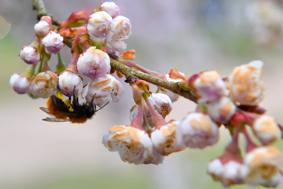 Bienen lieben duftende Blüten