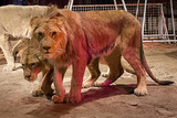 Löwen-Show beim Wiesbadener Weihnachtszirkus aufgrund fehlender Tierschutzgenehmigung untersagt