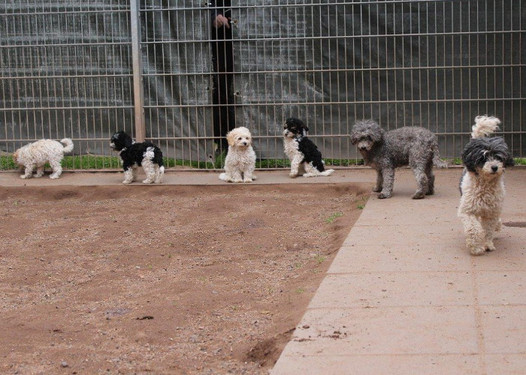 Wiesbadenaktuell Sieben Hunde aus Wiesbadener Tierheim gestohlen
