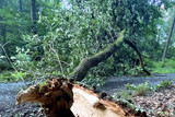 Nach einem Baumsturz im Wiesbadener Kurpark scheinen Ursache und aktuelle Gefahrenlage geklärt