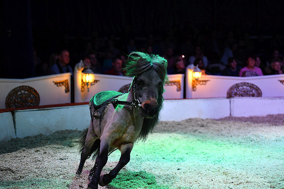 Wiesbadenaktuell Wiesbadener Weihnachtscircus Premierenvorstellung