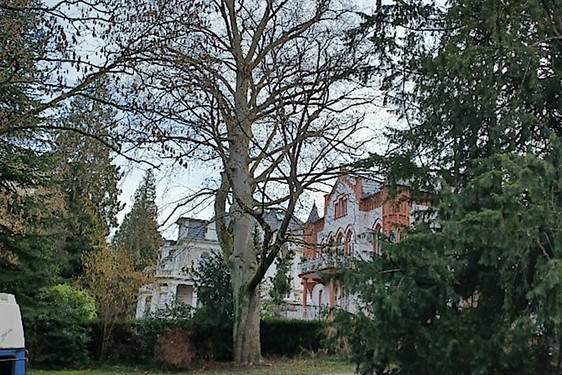 In den nächsten Tagen wird in den hinteren Kuranlagen in Wiesbaden ein Baum gefällt. Es handelt sich um eine Buche, die sich am südwestlichen Anfang der hinteren Kuranlagen befindet. Diese ist mittlerweile eine Gefahr geworden.