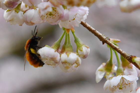 Biene sammelt Honig im Frühling.