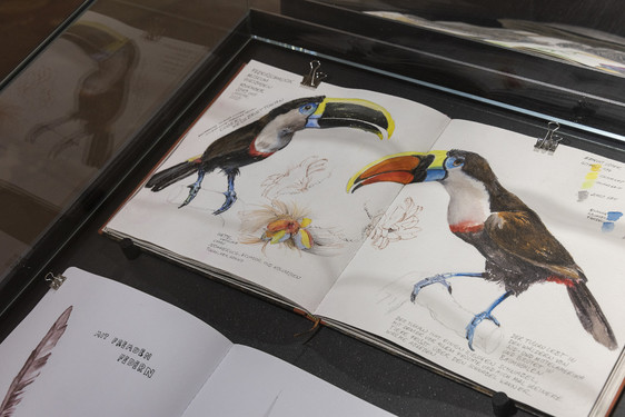 Das Museum Wiesbaden zeigt ab sofort Besucherzeichnungen zur Sonderausstellung "Mit fremden Federn"