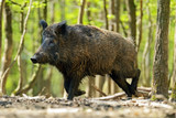 Wegen Schweinepest: Leinenpflicht für Hunde und Jagdverbot ab Montag, 17. Juni in Wiesbaden.