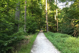 Weg im Stadtwald