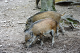 Wildschweine in Sonnenberg - Heidestock