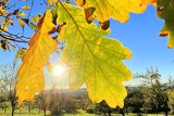 Führung in der Fasanerie Wiesbaden "Herbstlaub und Baumzauber"