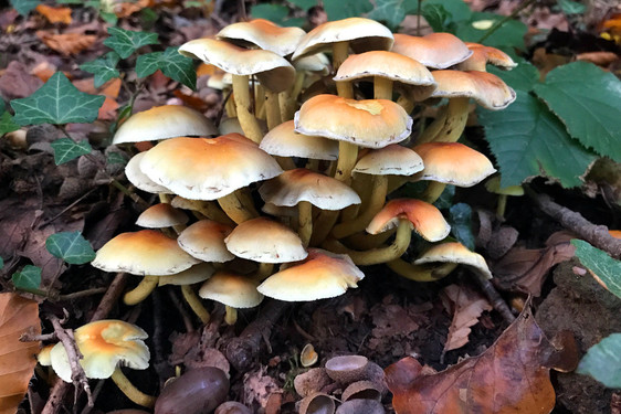 Pilze im Stadtwald, Wiesbaden