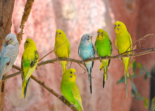 Wiesbadenaktuell: Vögel in allen Farben und Arten in Delkenheim