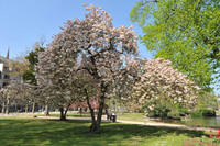 Wiesbadenaktuell Der Frühling ist im Anmarsch