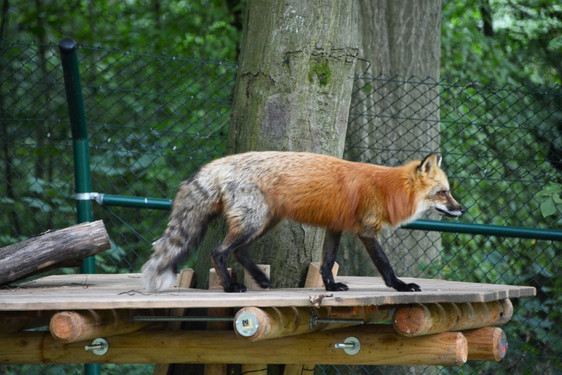 Tier- und Pflanzenpark Fasanerie