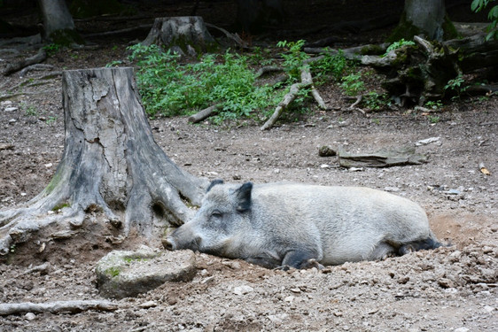 Beim Wühlen fühlen sich Wildschweine sauwohl - auf dem Sonneberger Friedhof hat der Spaß jetzt ein Ende.
