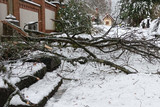 Friedhöfe in Wiesbaden wegen Schneebruchgefahr weiterhin gesperrt.