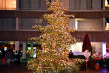 Das Grünflächenamt der Stadt Wiesbaden hat im Stadtgebiet zwei Weihnachtsbäume aufgestellt. Die Nordmanntannen befinden sich am Kaiser-Friedrich-Platz sowie an der Reisinger-Anlage vor dem Hauptbahnhof.