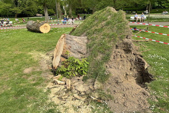 Nach einem Baumsturz im Wiesbadener Kurpark scheinen Ursache und aktuelle Gefahrenlage geklärt