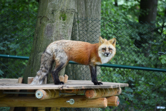 Wiesbadenaktuell Fasanerie Offnet Wieder