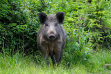 Schutzmaßnahmen gegen Afrikanische Schweinepest in Wiesbaden. Infotelefon geschaltet
