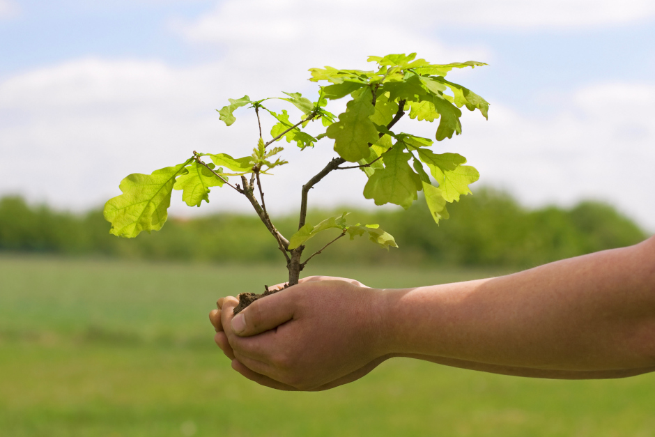 Im Wiesbadener Bestattungswald Terra Levis haben alle Interessierten die Möglichkeit, einen Baum zu pflanzen und damit etwas Bleibendes zu schaffen. Bei der am Wochenende startenden Pflanzaktion Baumarten selbst ausgewählt und gesetzt werden. Ein besonderer Moment inmitten der Natur, mit gemütlichem Ausklang bei Kaffee und Kuchen.