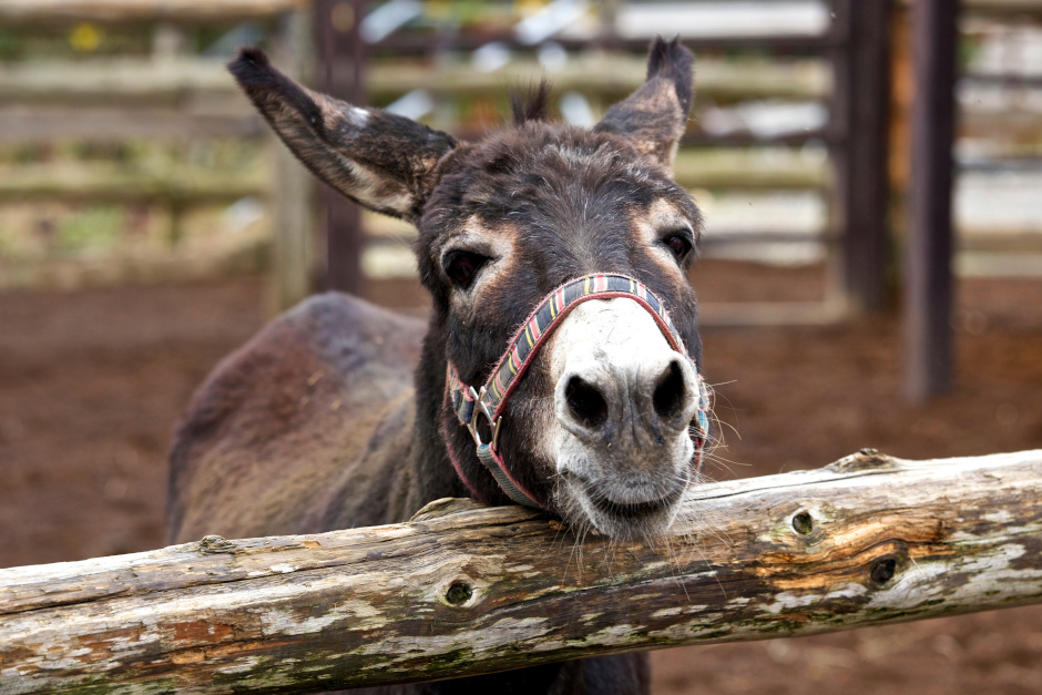 Der Wiesbadener Tier- und Pflanzenpark Fasanerie ist jetzt in einer kleinen Feierstunde der "Arche-Region Taunus" beigetreten.