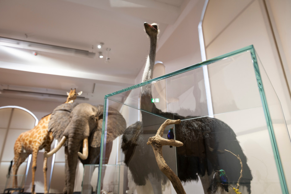 Im Museum Wiesbaden eröffnet die Ausstellung "Max und mini", die sich mit den unterschiedlichen Körpergrößen der Tierwelt beschäftigt.