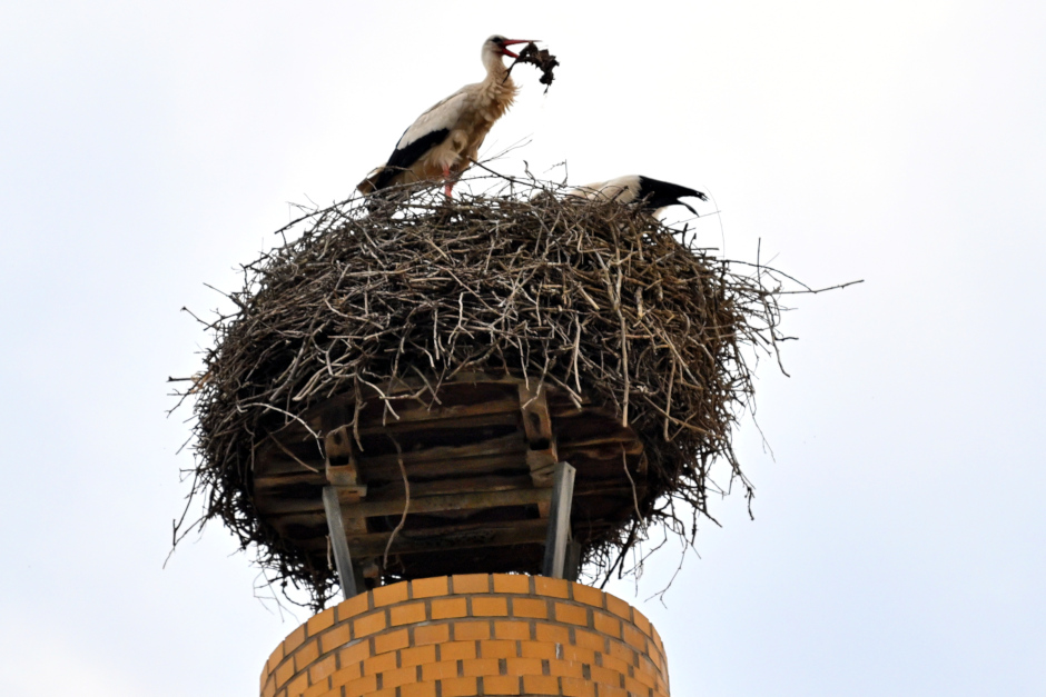 „Abenteuer Weißstorch“: Spannende Entdeckungsreise in der Fasanerie Wiesbaden