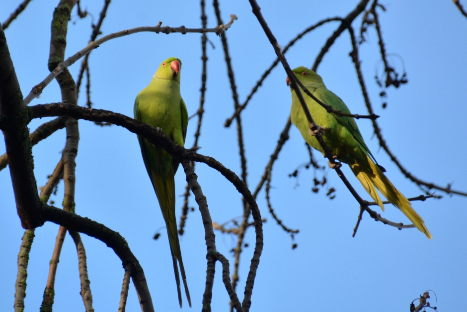 Was piept denn da? – Vogelstimmenwanderung in der Kiesgrube Wiesbaden-Delkenheim. HGON lädt Naturfreunde zur morgendlichen Entdeckungstour ein – Anmeldung erforderlich