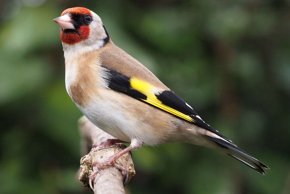 Vogelwelt im Stadtwald Wiesbaden