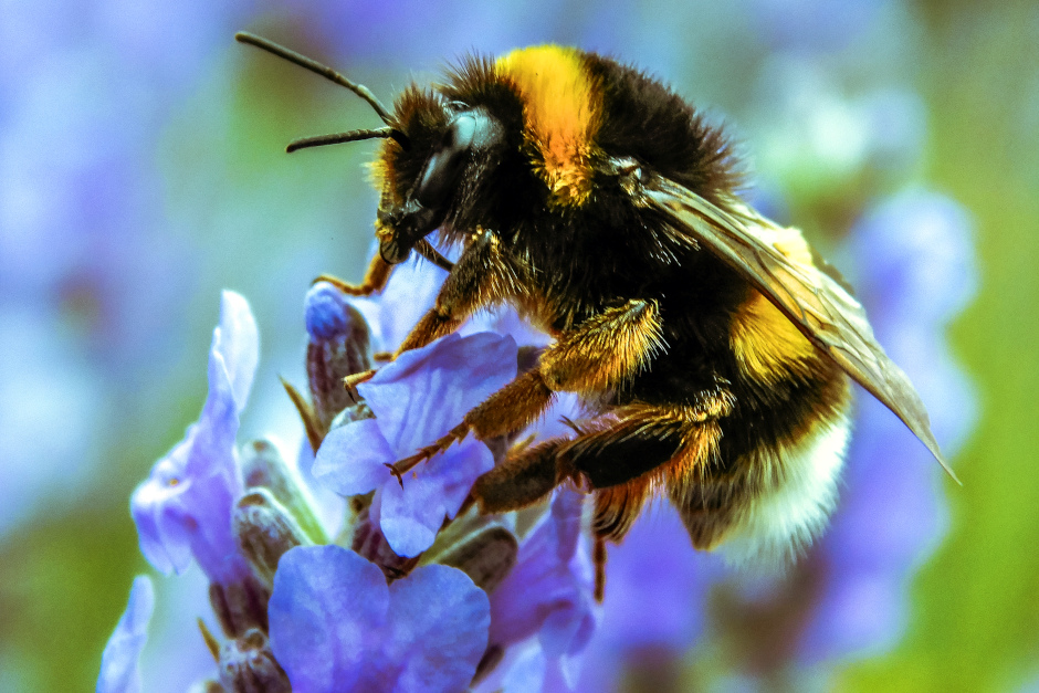Vortrag im Umweltladen Wiesbaden. Hummeln, Bienen, Wespen & Co