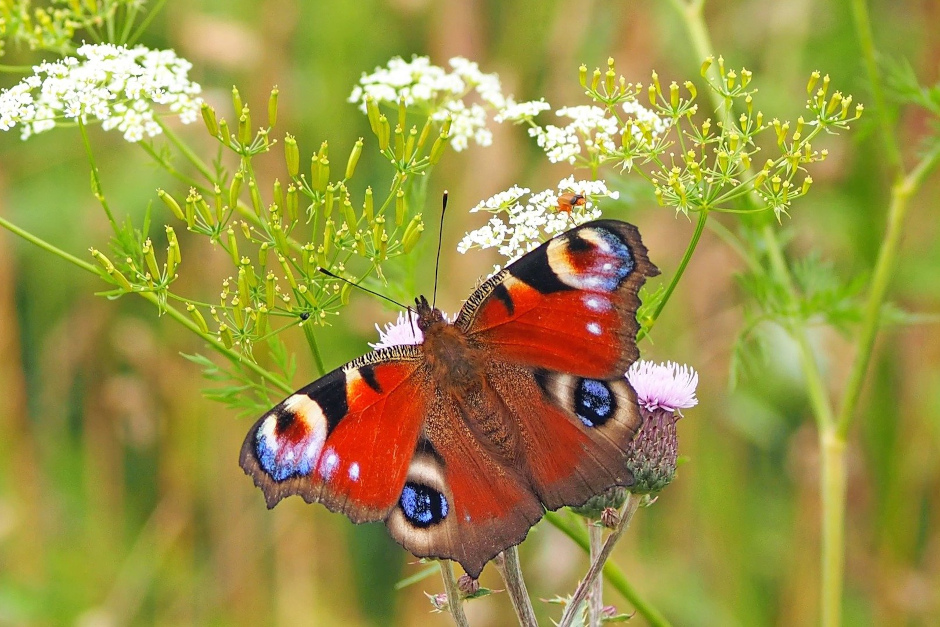 Die Stadt Wiesbaden hat mit einer Auftaktveranstaltung den Startschuss zur Entwicklung einer umfassenden Biodiversitätsstrategie gegeben.