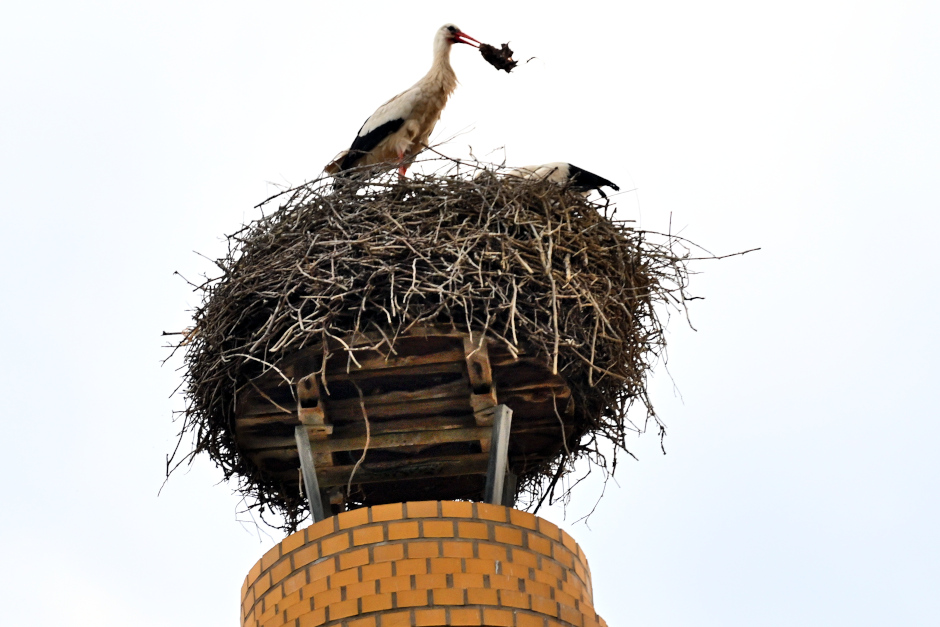 Die Umweltberatung lädt in Wiesbaden zu Exkursionen in die heimische Tierwelt ein