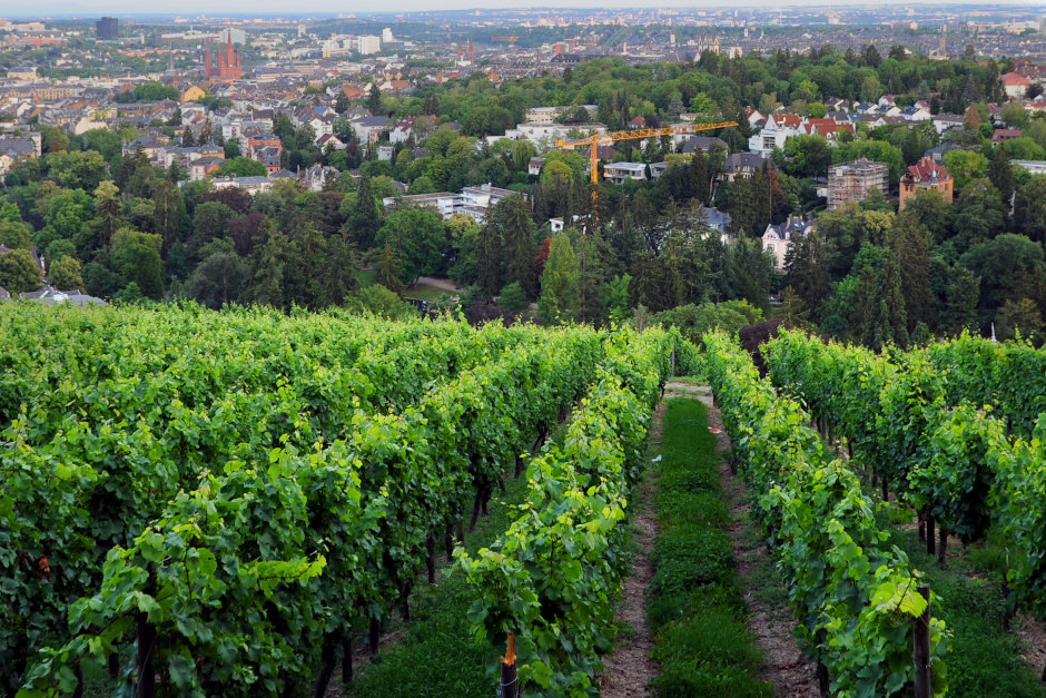 Neroberg: 500 Jahre lebendige Weinbaugeschichte in Wiesbaden