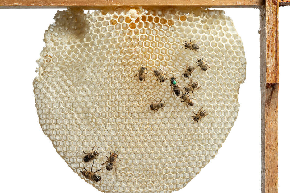 Im Museum Wiesbaden stehen Filme rund um das Thema Bienen und das Sommerfest im Mittelpunkt.