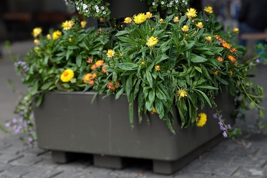 In Wiesbaden werden zur Aufwertung des Stadtbildes wieder neue Blumenkugeln installiert.