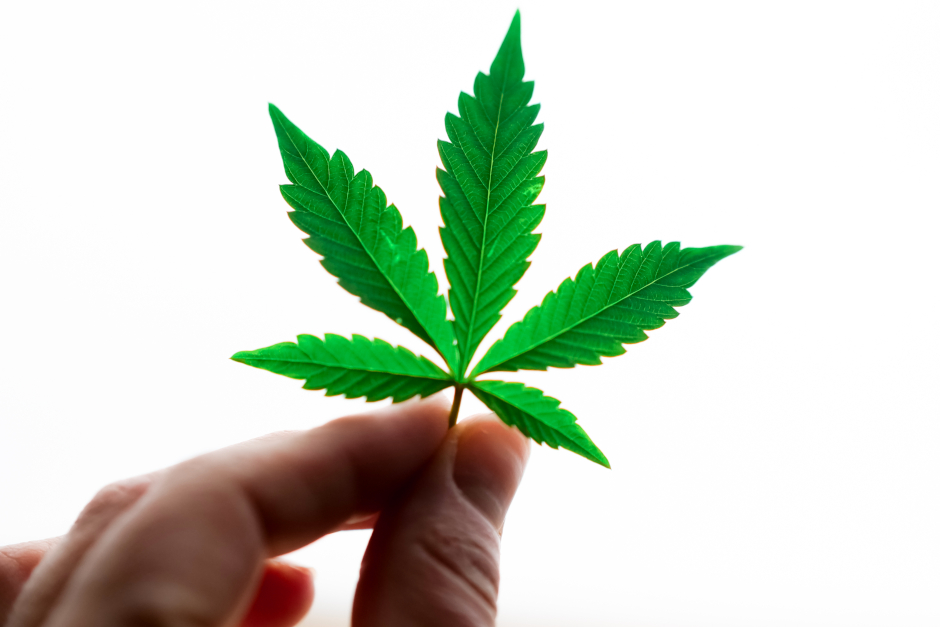 Online-Elternabend zum Thema Cannabis vom Gesundheitsamt Wiesbaden.