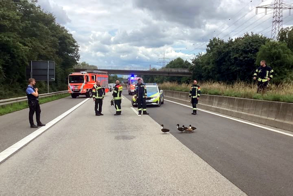Enten-Einsatz auf der A671 bei Wiesbaden am Sonntag. Entenfamilie legt Autobahn kurzzeitig lahm.