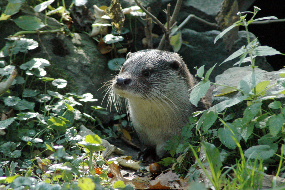 Die Fasanerie in Wiesbaden lädt Tierpaten ein