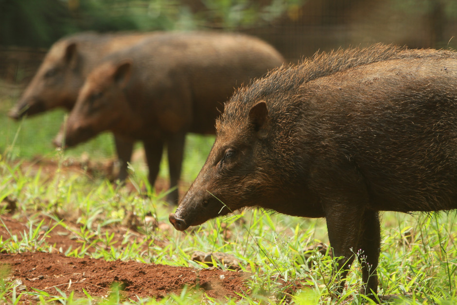 Zur Eindämmung der Afrikanischen Schweinepest tritt in Wiesbaden eine neue Allgemeinverfügung in Kraft.