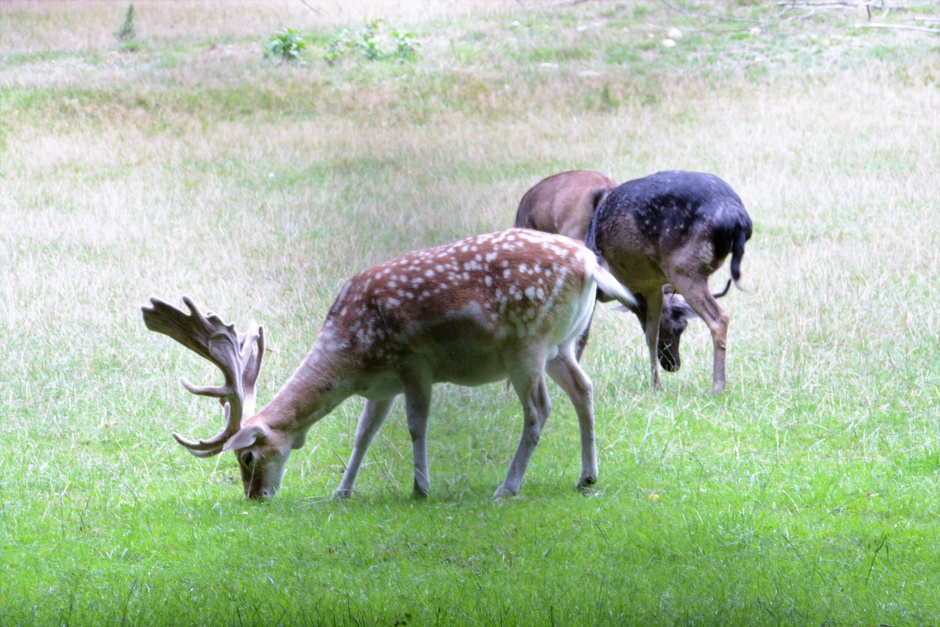 „Herbstzauber in der Tier- und Pflanzenwelt“ in der Fasanerie Wiesbaden.