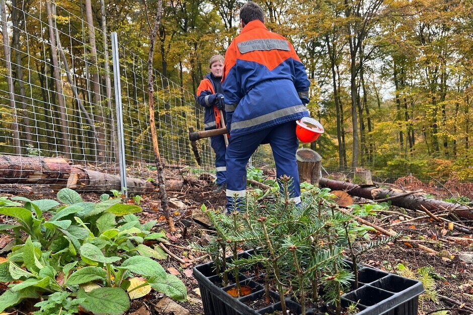 Rund um das Jagdschloss Platte hat eine groß angelegte Baumpflanzaktion der Wiesbadener Jugendfeuerwehren stattgefunden.