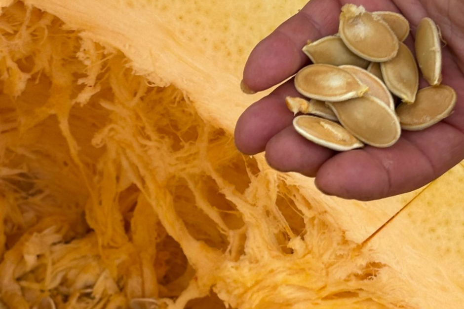 Kürbisgiganten und Halloween-Nächte: Pauls Bauernhof als Event-Highlight im Herbst.