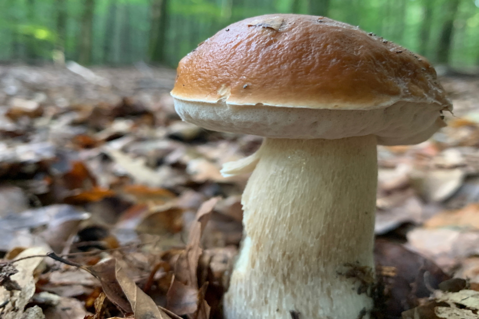 Pilz-Exkursionen und Beratung im Umweltladen Wiesbaden. Vielfältige Angebote für Pilzfreunde und Neugierige von September bis November.