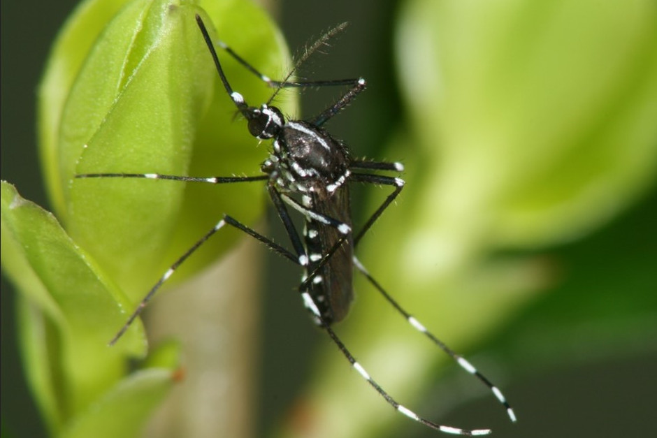 Das Wiesbadener Gesundheitsamt gibt Tipps zur Eindämmung der Asiatischen Tigermücke