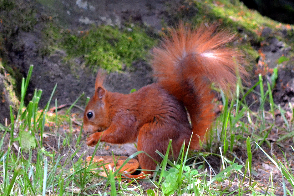 Natur-Erleben in der Fasanerie: Eichhörnchen-Führung für Kinder und Eltern – spielerische Antworten auf spannende Fragen