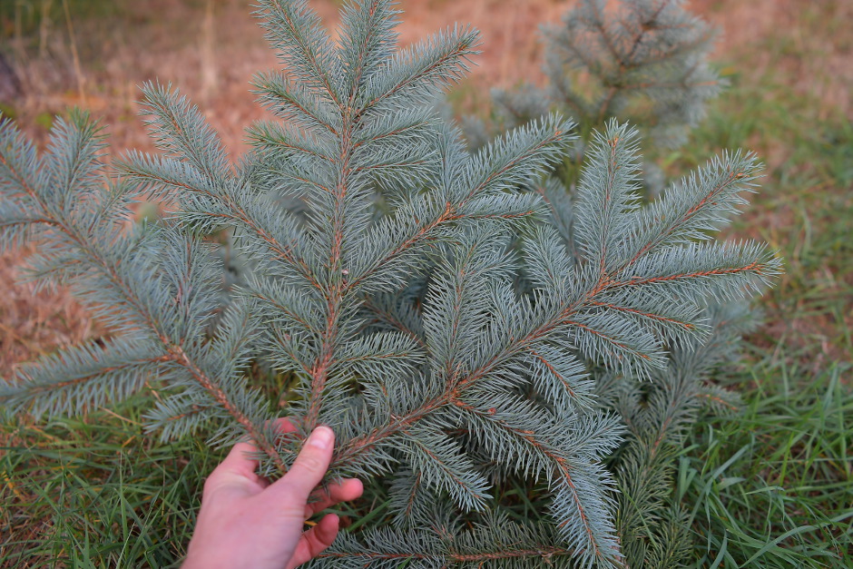 Reisig aus dem Wiesbadener Stadtwald.