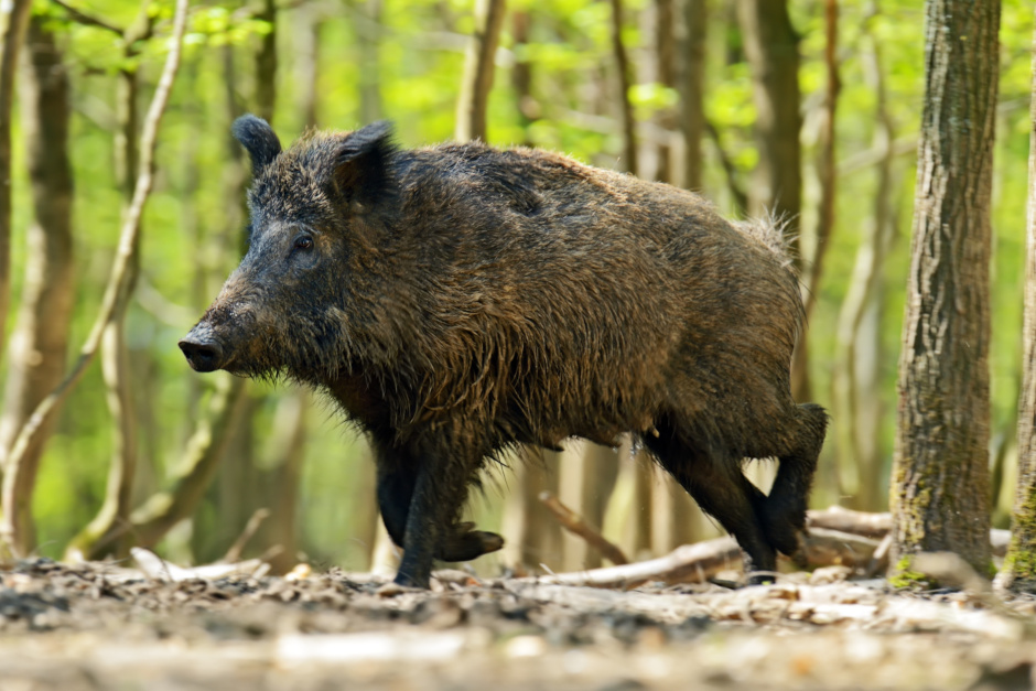 In Wiesbaden wurden die Schutzzonen zur Eindämmung der Schweinepest ausgebaut.
