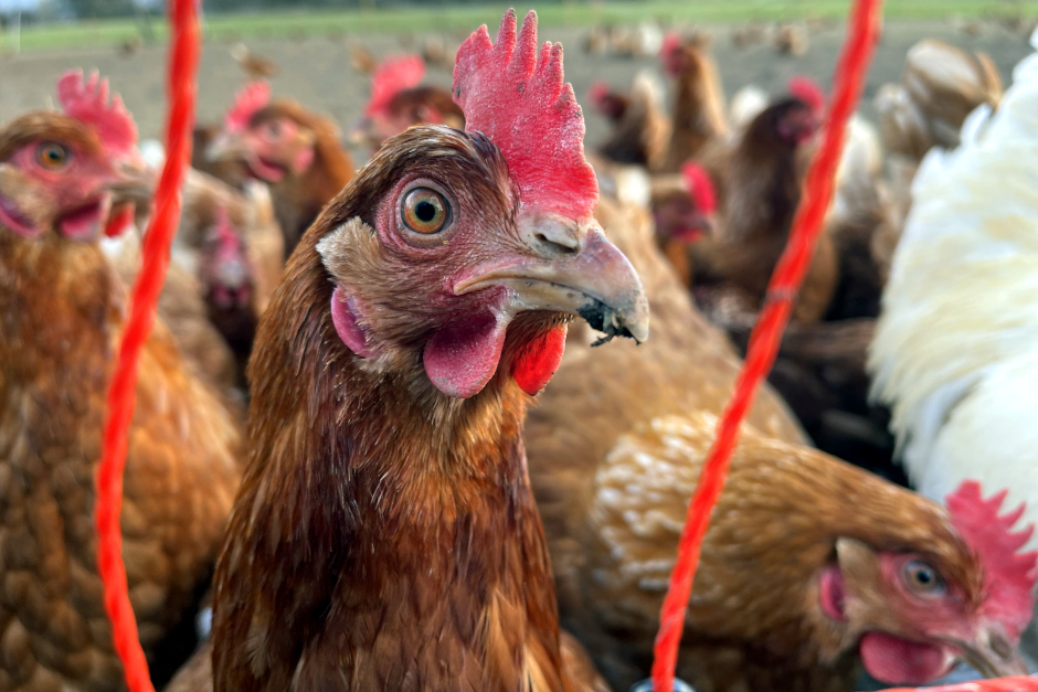 In Wiesbaden wird die Stallpflicht für Geflügel aufgehoben