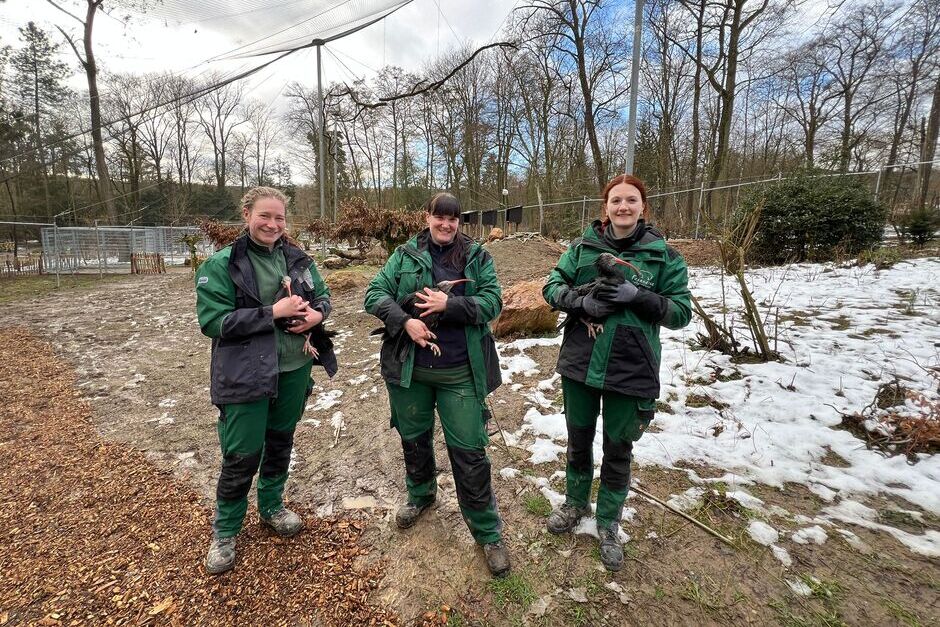 Die Wiedereröffnung der Großvoliere in der Wiesbadener Fasanerie startet mit dem Waldrapp