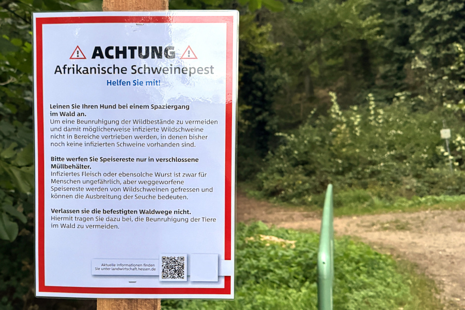 In Wiesbaden wird die Allgemeinverfügung Afrikanische Schweinepest verlängert